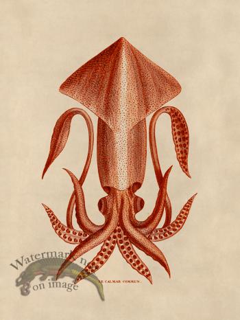 Octopus Orange 36